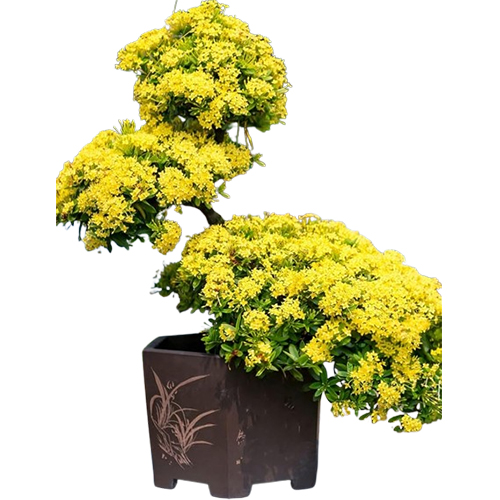 Vibrant Jungle Flame Ixora Plant - Live Rangan Flowering Plant for Indoors