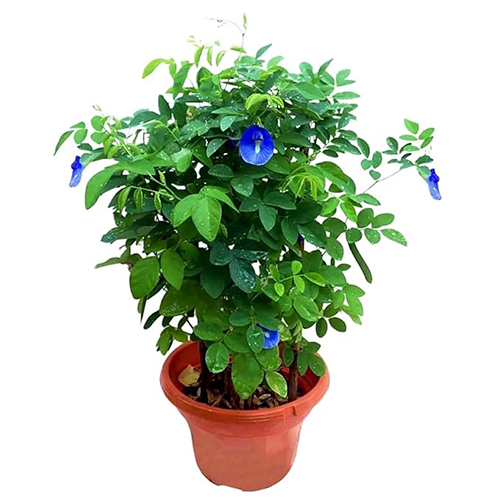 Outdoor Flowering Plant Blue Aprajita/Asian pigeonwings Clitoria ternatea