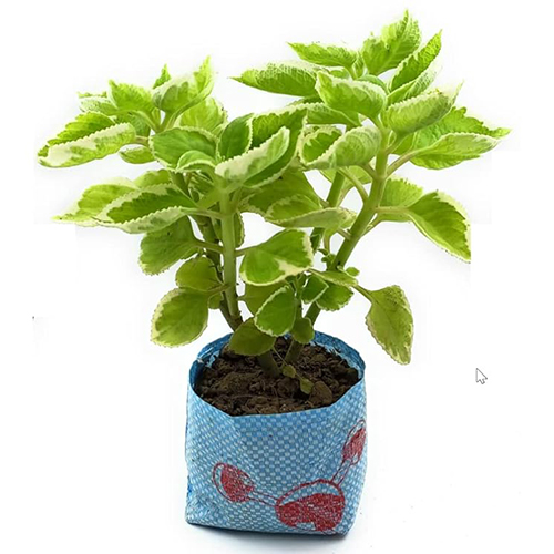 garden plant