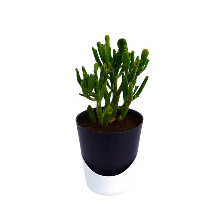 Gollum Jade | Trumpet Jade | Money Plant Succulent in Self Watering Pot