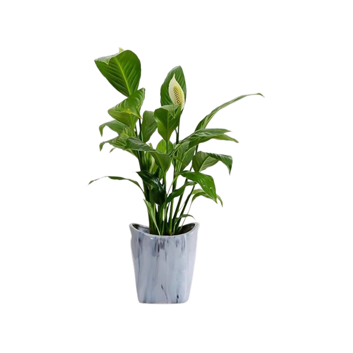 grey peace lily