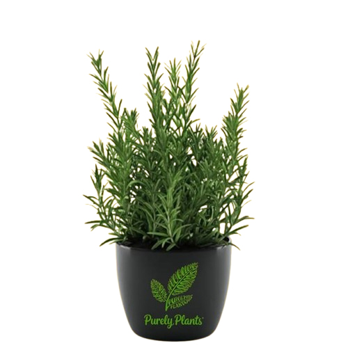 Live Rosemary Live Plant Ornamental, Mosquito Repellent