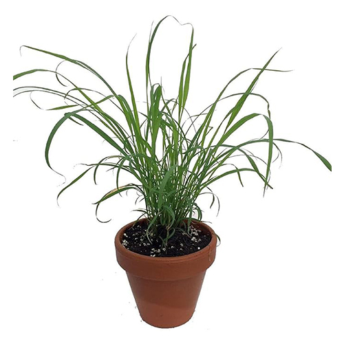 Go4plants Lemon Grass/Citronella Grass Herb Plant