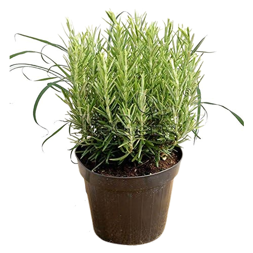 herbs plants-1