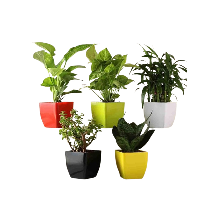 Guruji Plantation Indoor Air Purifying Plants Set of 5 Combo Lucky Bamboo