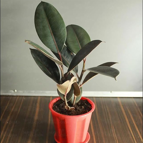 Ficus Tineke
