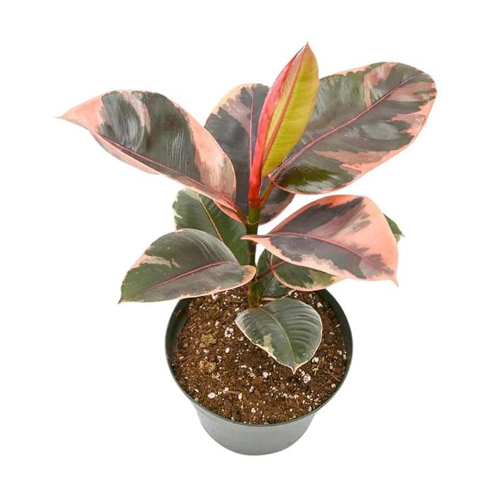 ruby pink plant