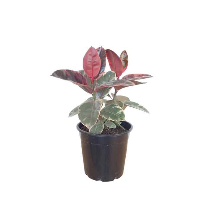 Mphmi Plants Rubber Tree, Rubber Plant, Ficus elastica (Ruby, Pink)